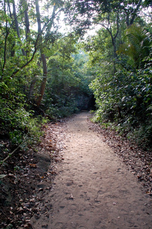 The path to Playa NegraVieques, Puerto Rico