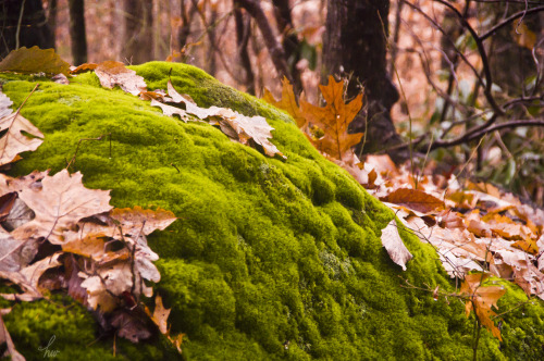 frolicingintheforest:How can one rainy day be so lovely? Forever grateful for all the beauty around 