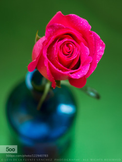 stephanocardona:  Una rosa by Luigisan Link: