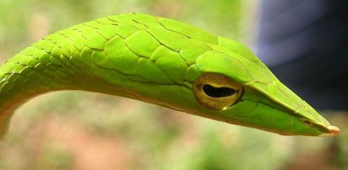 cool-critters:Green vine snake (Ahaetulla nasuta)The green vine snake is a slender green tree snake 