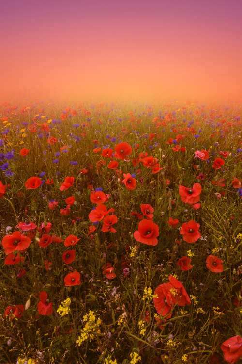 phantastrophe - Ballon, Ireland | Photographer -  Magdalena...