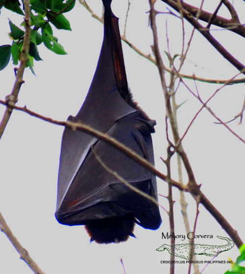 ainawgsd:The giant golden-crowned flying fox (Acerodon jubatus), also known as the golden-capped fru