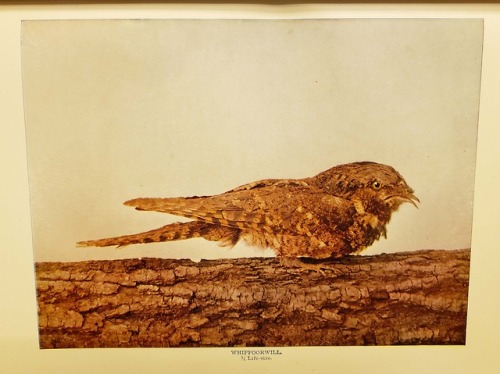 A displeased-looking little birdFrom: Blanchan, Neltje, 1865-1918. Bird neighbors : an introductory 