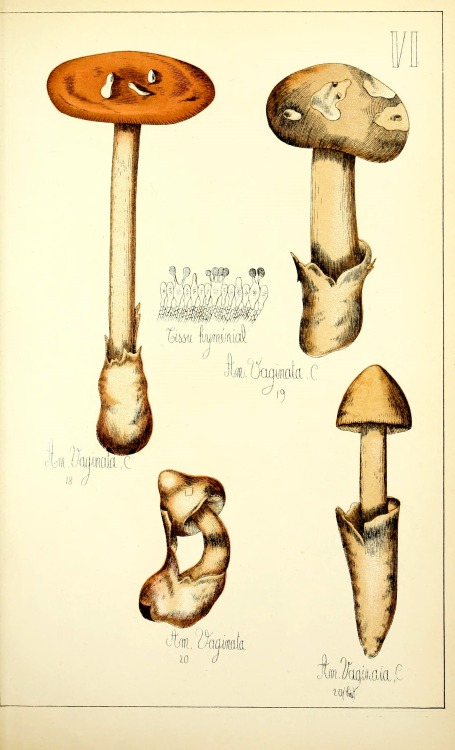 wapiti3: Natural history of the edible and poisonous mushrooms by G. Sicard on Flickr.Publication in