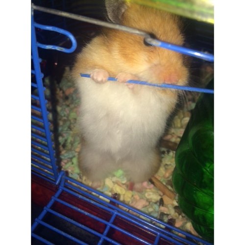 Porn Thanks for breaking your cage, ma 🐹 #hamstersofig photos