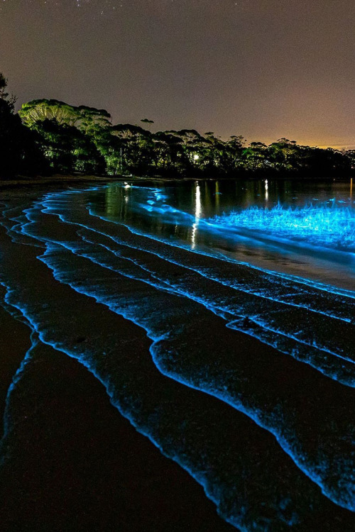 lsleofskye: Bioluminescence | jordan_robins