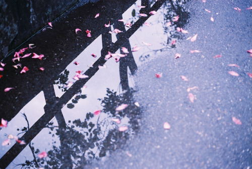 dreams-of-japan:落花流水。 by milly + M on Flickr.