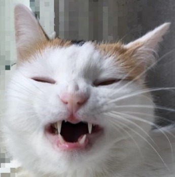 tskardt: angry cat no banana aka Anfisa moodboard