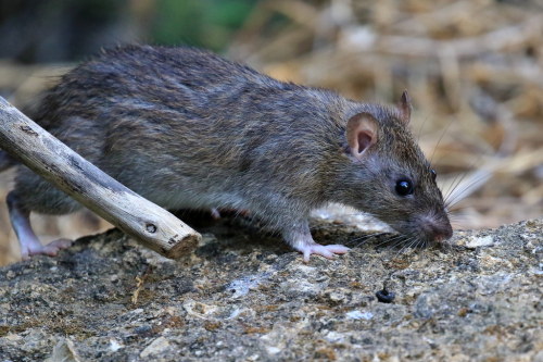 ainawgsd: The black rat (Rattus rattus), also known as ship rat, roof rat, or house rat—is a common 