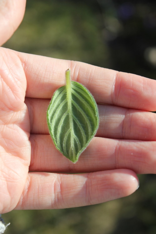 xeptum: thesoftestcloud: my only goal in life is to be as cute as this leaf this is definitely the c