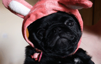 masturbenders:  If you’re sad, look at this lil pug with a bunny hat