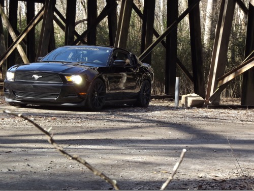 justthecoolestmustangs:  Submission: