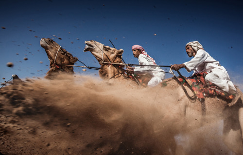 &ldquo;Camel Ardah, as it is called in Oman, is one of the traditional styles of camel racing &h