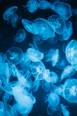 wonderous-world:  Jellyfish II by Teeny Life