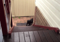 candycoatedcowgirl:  mossyoakmaster please tell me this was how Bullet walked up the stairs?  Haha not exactly but sorta