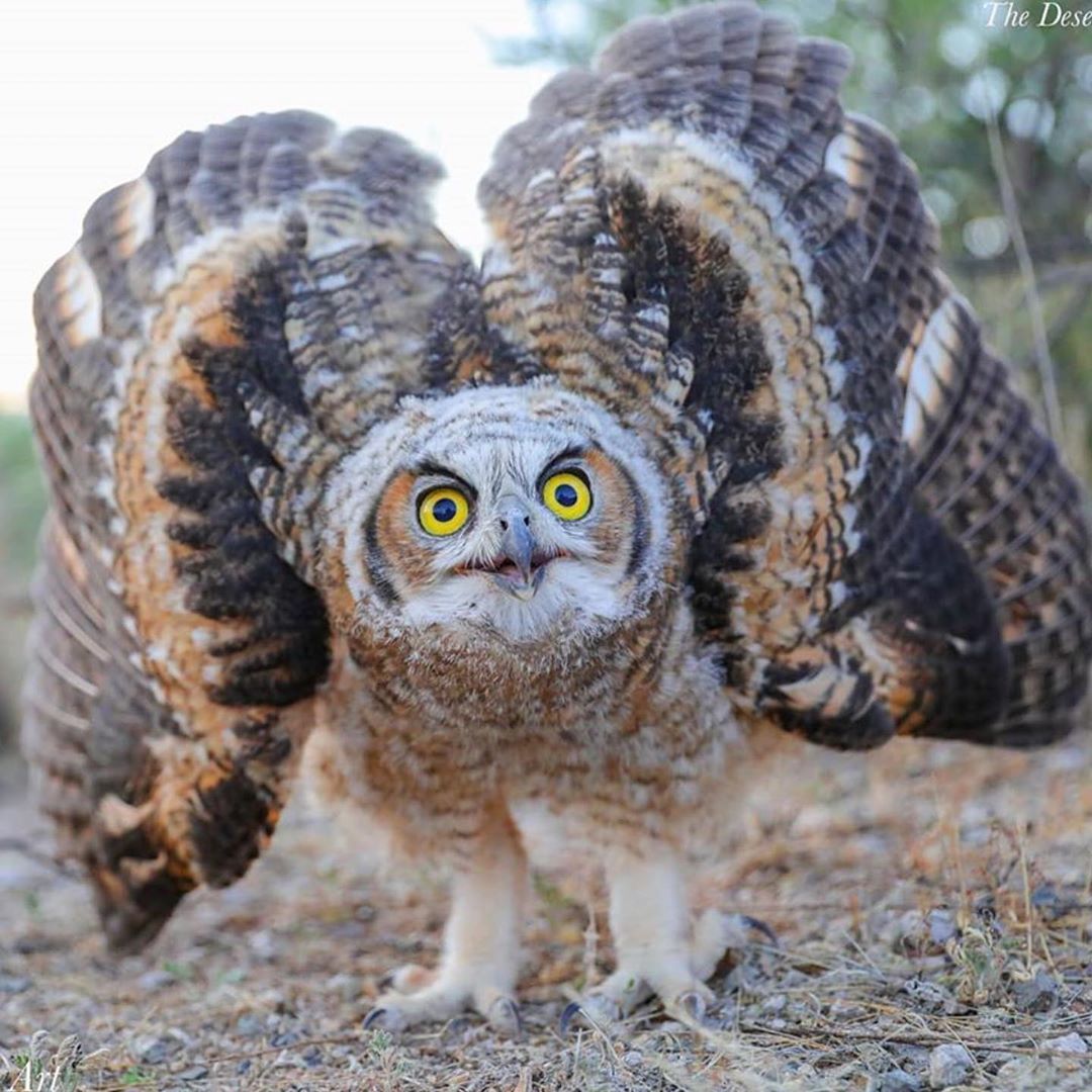 owly shorten url owly shorten url