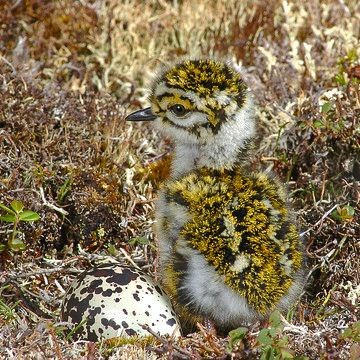 little-witchys-cottage:I give you moss birdiesThey are actaully called golden plovers