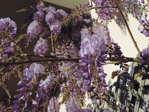Our wisteria is finally to coming into bloom, spring is here.