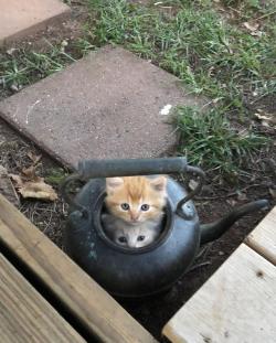 awwww-cute: Was mowing the grass, these little guys got scared and found a hideout. (Source: https://ift.tt/2N03TGw)