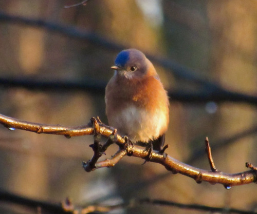 A bluebird I saw this morning. The fog condensing on the twig made his belly feathers wet.