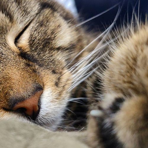 Sweet Face & Fuzzy Paws! #bengal_cats #bengal_feature #bengalcatworld #bengalcat #bengalcatsofin