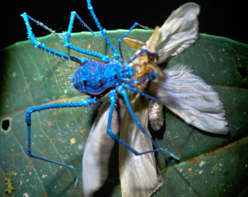 wtxch:Harvestman with moth under natural light and under UV