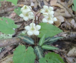 stonybrookwoods:  Spotted wintergreen flowers