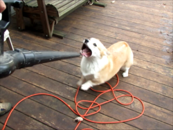 scampthecorgi:  Scamp “helping” with the leaf blower.