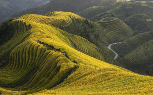 nubbsgalore:  photos by max witjes and sergey kuznetsov of the ping'an rice terrace in longshen, china (see also: more rice fields around the world)