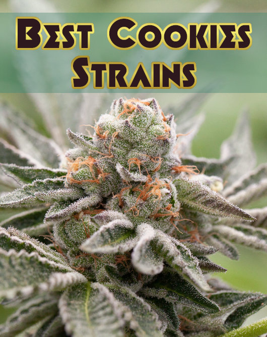 Mold Resistant Strains Official — 🍪Cookies Strain Seed List Cookies