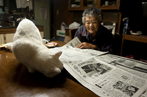 itsmicolmota:  heartwarming: “For the last 13 years Japanese photographer Miyoko Ihara has been taking pictures of her grandma, Misao, to commemorate her life. 9 years ago, 88-year-old Misao found a stray odd-eyed cat in her shed: she called it