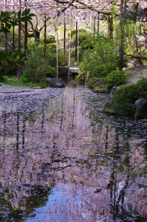 平安神宮（Heian-jingu shrine : Kyoto) 水面に映った景色。 春の終わり、水面に落ちた花びらが小さなかたまりを作って浮かんでいる様子を花筏と呼びます。 花の小舟は流れに乗って次