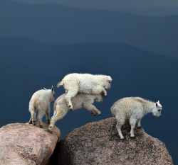 animals-riding-animals:  goat riding leaping