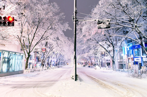  Omotesando Dori in Harajuku at 2:30am this morning. The road was closed to traffic because the tree branches were breaking from all of the snow! 