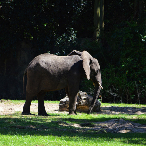 zoo-packys:In this picture from the Animal Kingdom park at Walt Disney World, this packy is enjoying