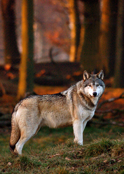 wolveswolves:  By Toby Thorne 