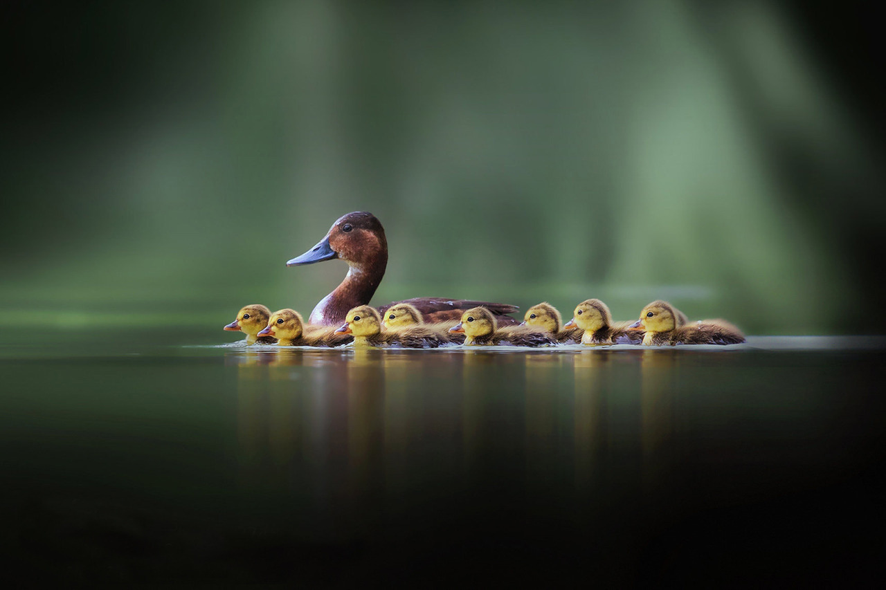 courageishowhighyoufly:  Okay, everyone needs an adorable duckling on their blog