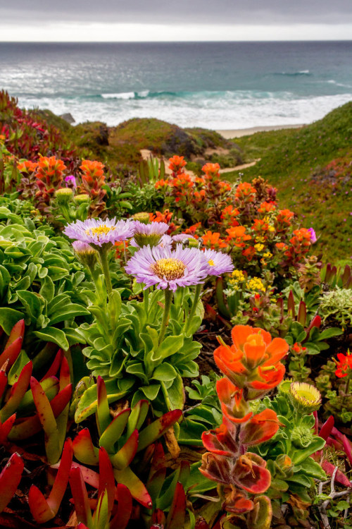XXX expressions-of-nature:  Big Sur, CA by Rod photo