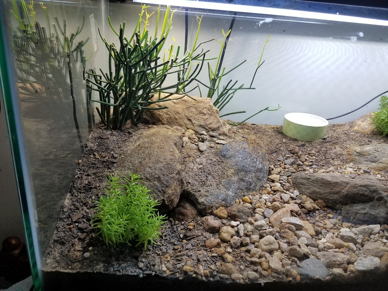 Finally used the Excavator clay to upgrade my tank! : r/LeopardGecko