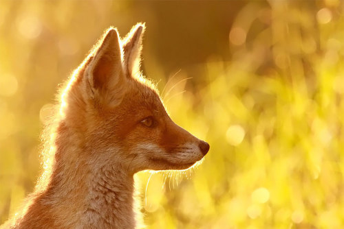 Roeselien Raimond
