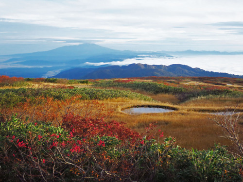 msp-j:月山・弥陀ヶ原の向こうに鳥海山　朝Mt. Chokai-san over the Mida-ga-hara Plateau of Mt. Gassan. Dawn.