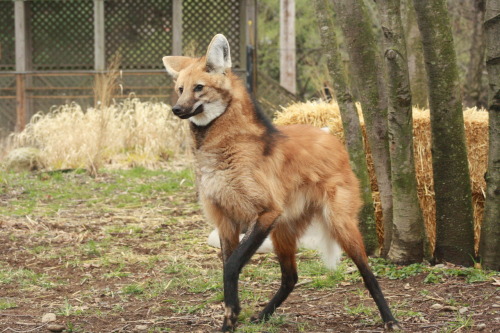 deermary:  The Maned Wolf (Chrysocyon brachyurus porn pictures