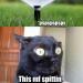 memewhore: