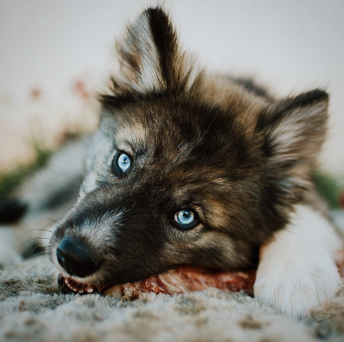 animals-addiction:This dog is so pretty