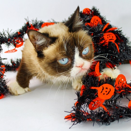 the-world-s-grumpiest-cat-grumpy-cat