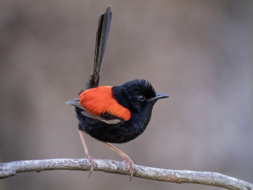 ilovemoss1998:also take a look at (some of) australias fairy wrens i love them, in order: splendid f