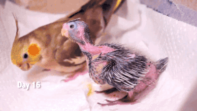 gifsboom:  Baby Cockatiels’ first 30 days. [video]