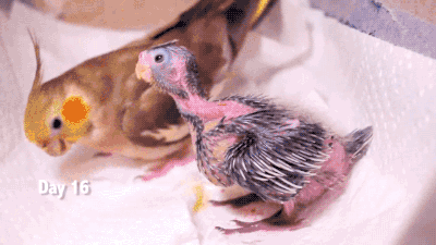 gifsboom:  Baby Cockatiels’ first 30 days. adult photos