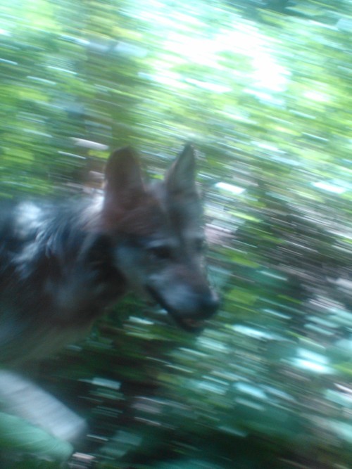 I actually got to see the Mexican Grey Wolves at the zoo today! They were so beautiful. The male lion in that photo tried to mate with the female, woke her up, and pissed her off. She snarled at him and sent him packing lol