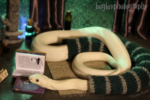 jennrosefx - “Or perhaps in Slytherin,You’ll make your real...